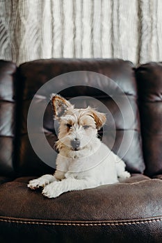 Jack russell long haired in living room