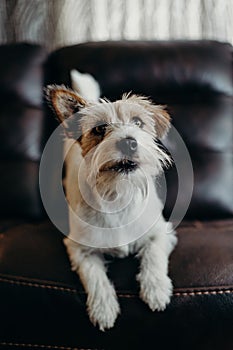 Jack russell long haired in living room