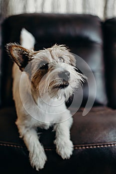 Jack russell long haired in living room