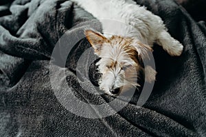 Jack Russell long haired in living room with a girl