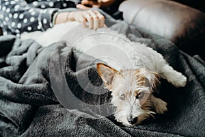 Jack Russell long haired in living room with a girl