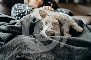 Jack Russell long haired in living room with a girl