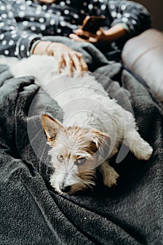 Jack Russell long haired in living room with a girl