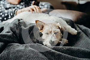 Jack Russell long haired in living room with a girl