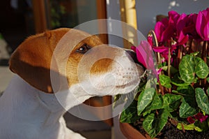 Jack Russell , the love for flowers. photo