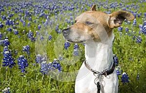 Jack Russell Mix and Bluebonnets