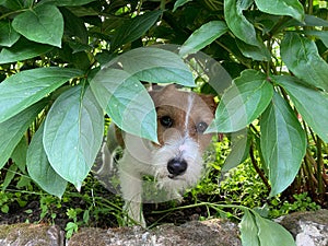 jack russell in nature looks suspiciously