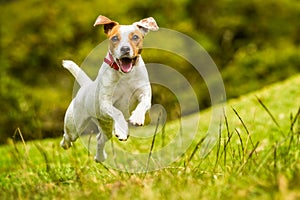 Jack Russell Parson Terrier Dog