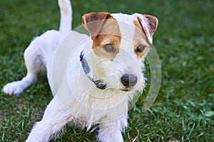 Jack russell parson terrier dog chewing bone