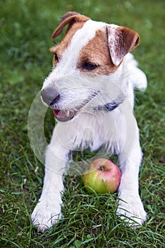 Jack Russell Parson Terrier playing with apple toy