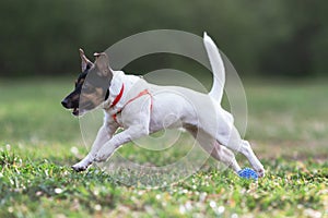 JACK RUSSELL PARSON TERRIER RUNNING in park