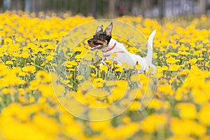 JACK RUSSELL PARSON TERRIER RUNNING in park