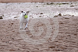 Jack Russell playing ball on the beach