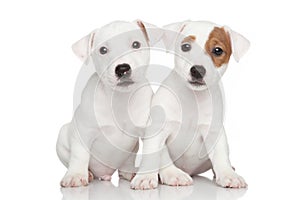 Jack Russell puppies