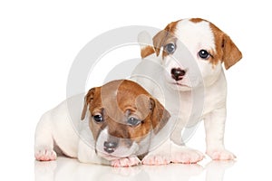 Jack Russell puppies