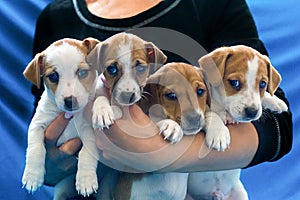 Jack Russell puppies on hand