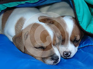 Jack Russell Puppies2