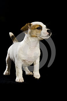 Jack Russell Puppy