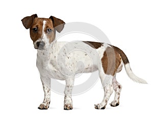 Jack Russell puppy against white background