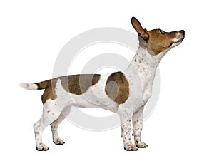 Jack Russell puppy against white background