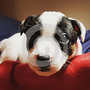 Jack Russell Puppy