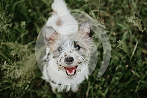 Jack russell puppy dog with  burdock burs on face on green grass photo