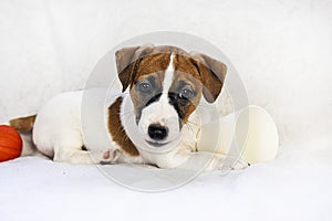 Jack Russell puppy lies on a light sofa. husbandry and raising