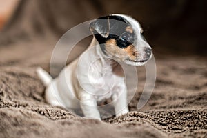 Jack Russell puppy sits on brown blanket and looks around.