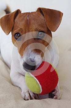 Jack Russell and the red and yellow ball. photo