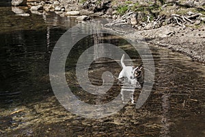 Jack Russell in the river photo