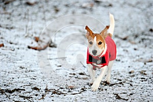 Jack Russell running in red winter coat photo