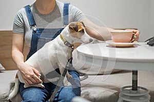 Jack Russell sits on the lap of the hostess in a cafe. Woman drinking coffee in a dog friendly cafe.