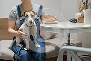 Jack Russell sits on the lap of the hostess in a cafe. Woman drinking coffee in a dog friendly cafe.