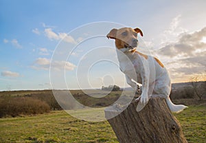 Jack Russell Sitting On Log