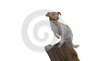 Jack Russell Sitting On Log White Background