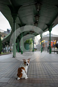 Jack russell is sitting at the station waiting. Little dog on the transport
