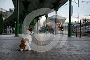 Jack russell is sitting at the station waiting. Little dog on the transport