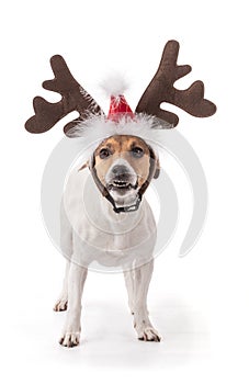 Jack Russell in studio for the Christmas holidays