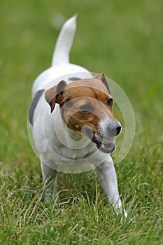 Jack russell terier currying ball