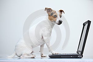 Jack russell terier with notebook