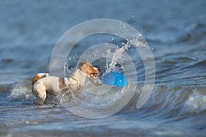 Jack russell terier on water