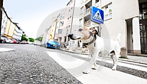 Dog and owner  with leash crossing street