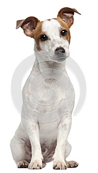 Jack Russell Terrier, 10 months old