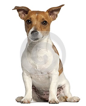 Jack Russell Terrier, 10 months old, sitting