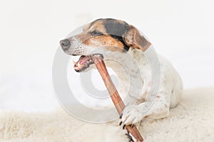 Jack Russell Terrier 10 years old - Cute little dog eats and chews with enjoyment. Doggie isolated against white background