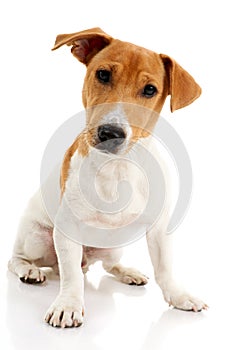 Jack russell terrier