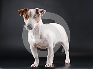 Jack Russell Terrier