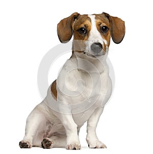 Jack Russell Terrier, 11 months old, sitting