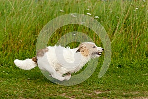 Jack Russell Terrier