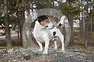 Jack Russell Terrier